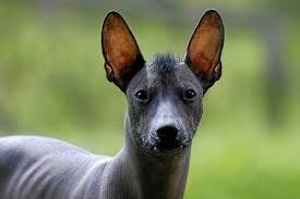 A dog with pointy ears
AI-generated content may be incorrect.