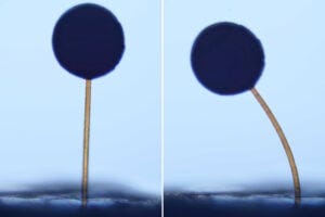 The team fabricated ball-and-stick structures resembling tiny lollipops. The structures were less than a millimeter in height, with balls that were smaller than a grain of sand. The balls were infused with magnetic particles. The team fabricated ball-and-stick structures resembling tiny lollipops. The structures were less than a millimeter in height, with balls that were smaller than a grain of sand. The balls were infused with magnetic particles.