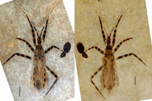 Two views of a fossil recovered from Colorado of a new genus and species of predatory insect known as assassin bugs, Aphelicophontes danjuddi. A small beetle was also fossilized with the specimen.