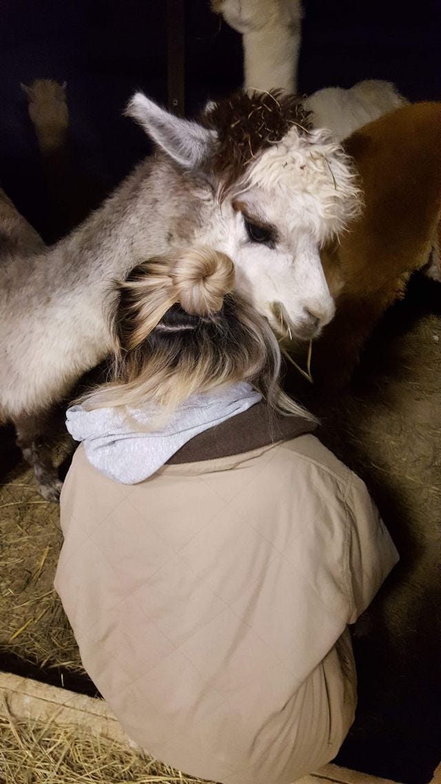 Me sitting next to an alpaca named Georgie Me sitting next to an alpaca named Georgie