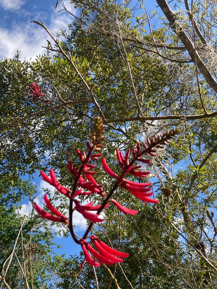Current blooms in the Florida-Friendly Landscaping demo garden include white flowers on the Indian hawthorn, red spikes on the coral bean, tiny white clusters on Walter’s viburnum, and small light blue flowers on blue-eyed grass.