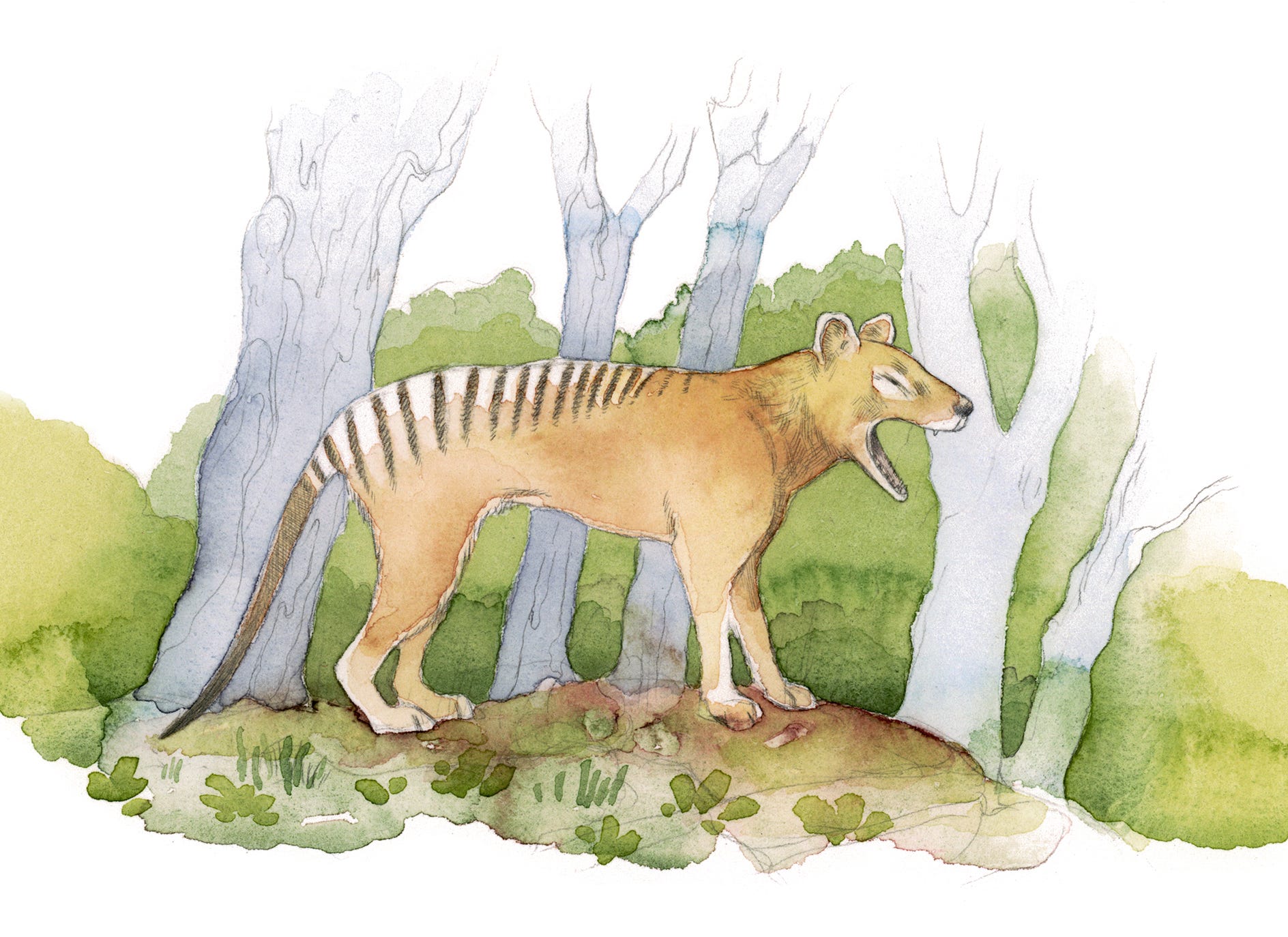 Thylacine - by James Tylor and Matt Chun - UnMonumental