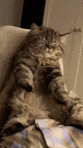 a fluffy cat is laying on someone 's chest a fluffy cat is laying on someone 's chest