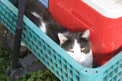 Inspector the Farm Supervisor is cooler than you