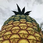 The Vibrancy Society