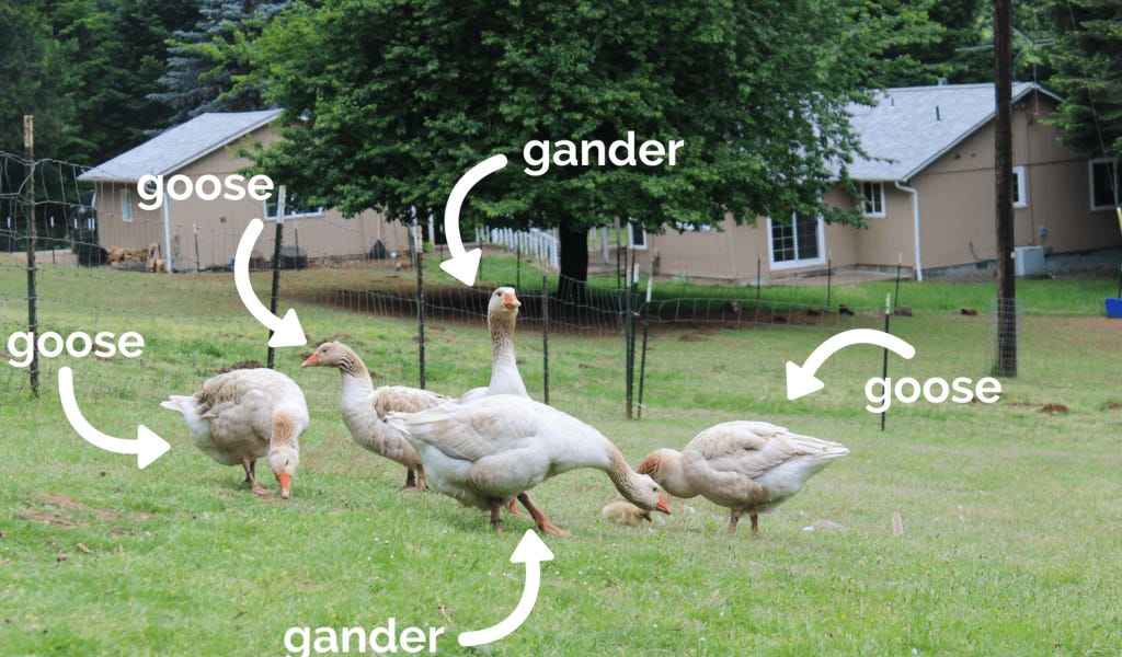Gander, meet goose! - by Bill Lamp - Il Substack di Bill