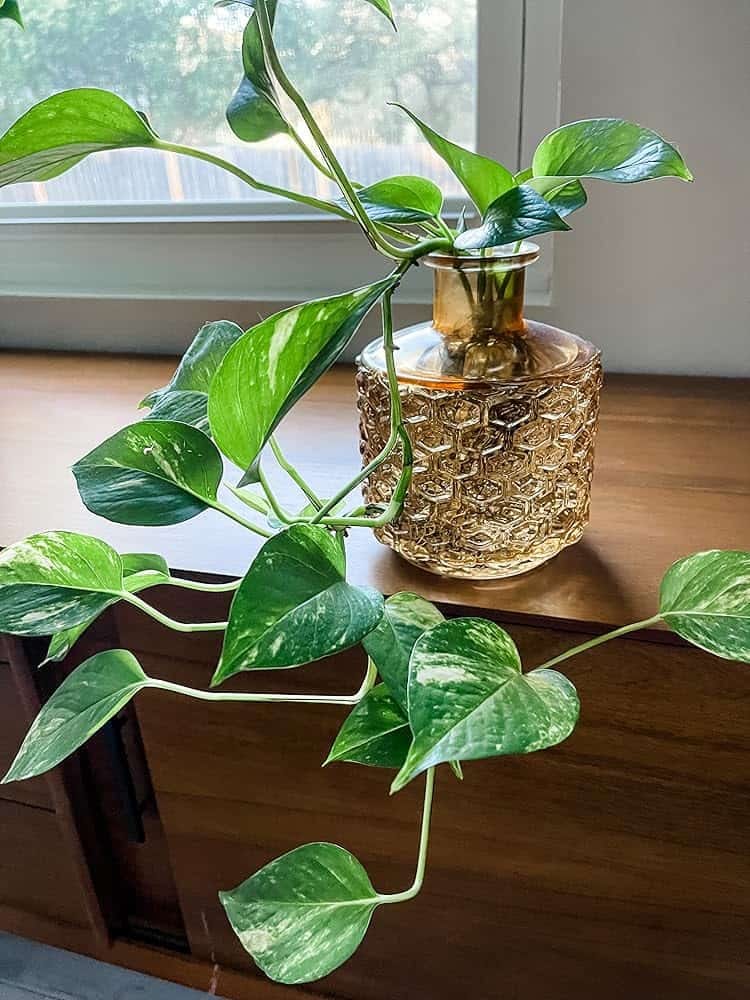 caring for pothos plant. caring for pothos plant.