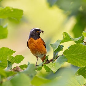 Bountiful Broadleaf Birds