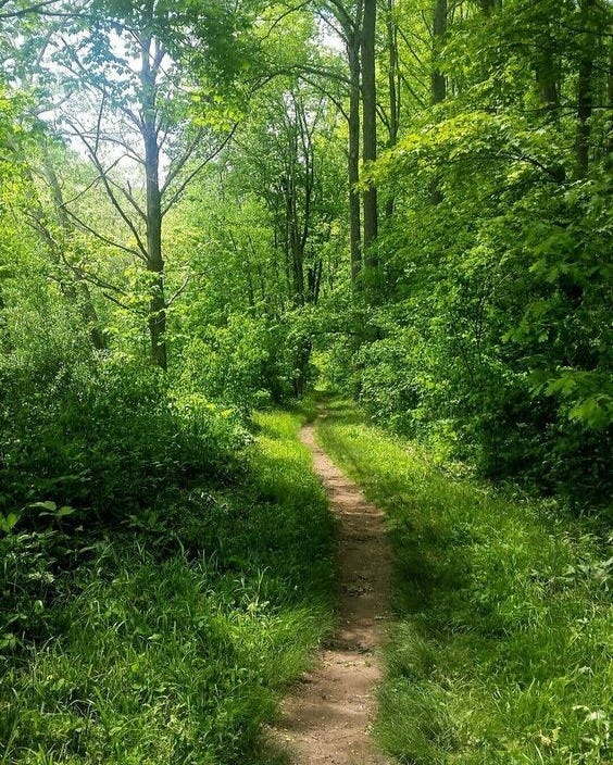 This may contain: a dirt path in the middle of a lush green forest