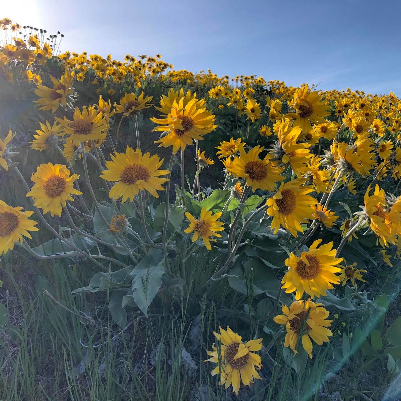 Dominick Bonny Reports