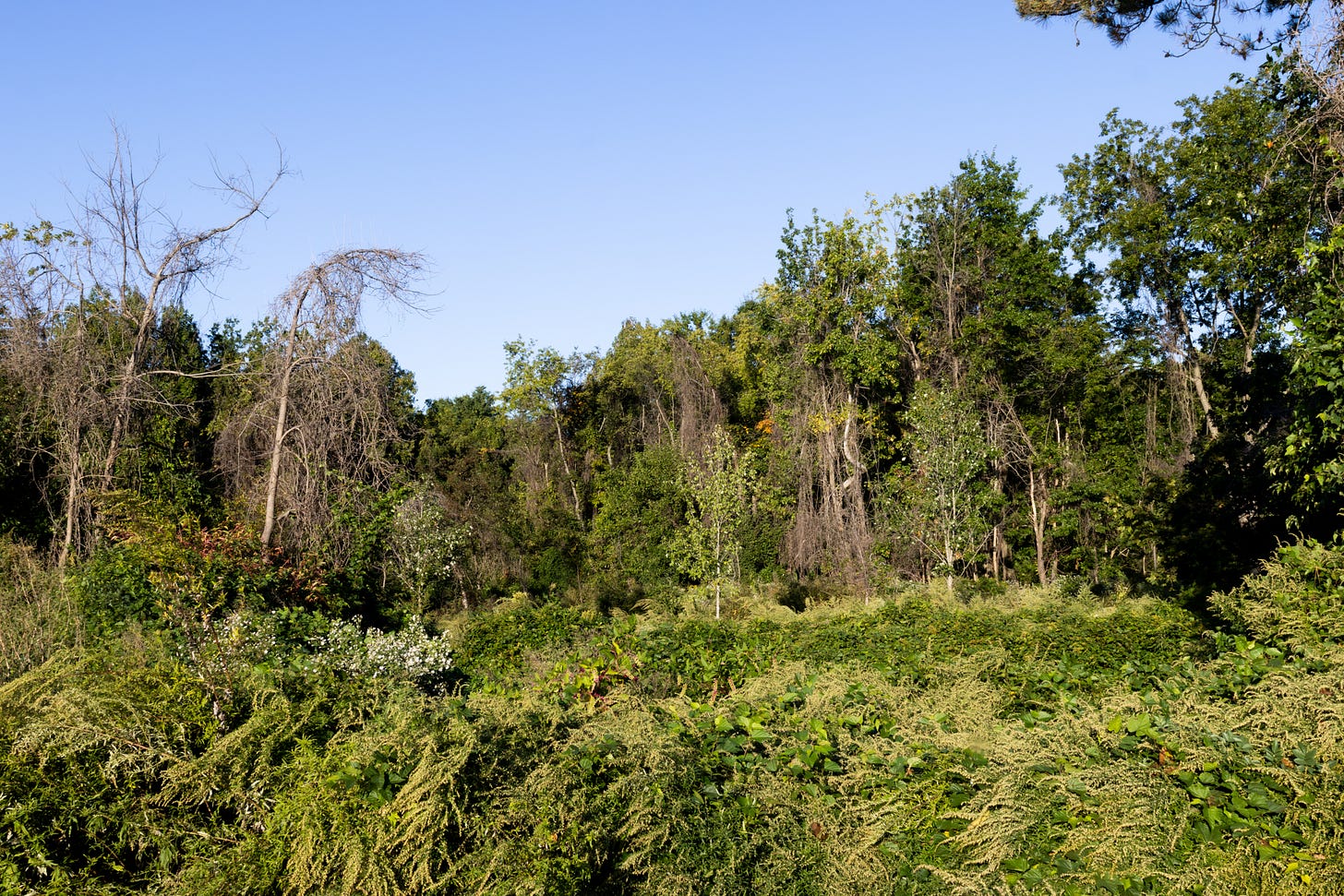 a patch of forest in the background with a blanket of green shrubby plants in the foreground, with some clumps of white flowers. there are dead trees climing out of the plant mat on the left side of the image. it is a sunny clear day a patch of forest in the background with a blanket of green shrubby plants in the foreground, with some clumps of white flowers. there are dead trees climing out of the plant mat on the left side of the image. it is a sunny clear day