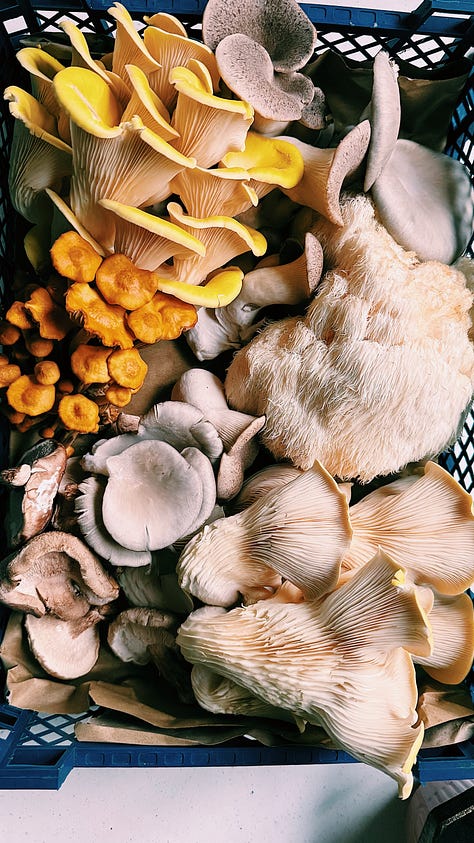 A mix of mushrooms I've grown myself or picked up from local growers.