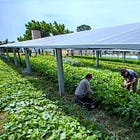 Let's All Thank Donald Trump For Speeding Up The Clean Energy Transition. He'll HATE That!