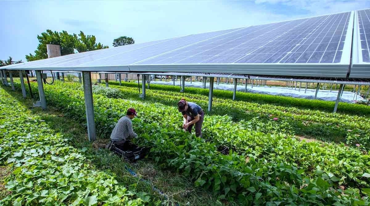 Two people harvesting beans from rows of lush green plants growing in the shadow of several rows of solar panels.