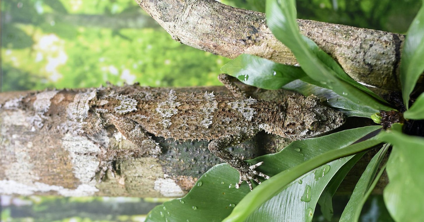 brown and black lizard on branch of tree