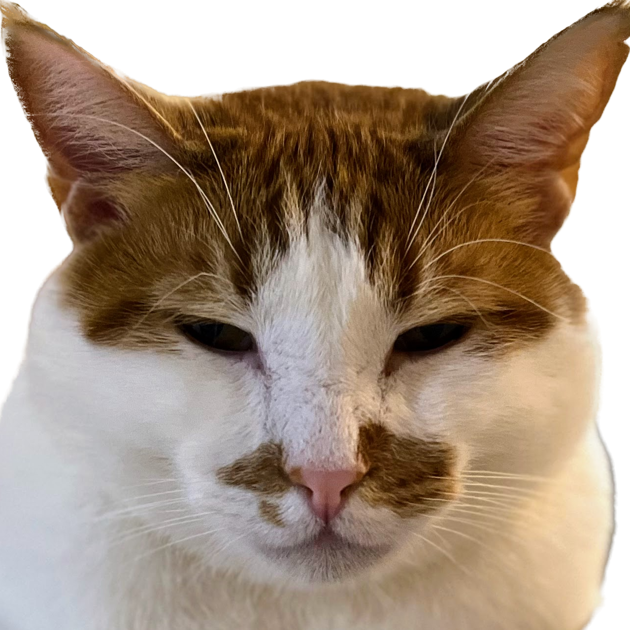 \ud83d\udc08 \ud83c\udff0 soleil's kingdom \ud83c\udff0 \ud83d\udc08