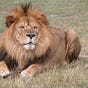 Lion Country's avatar