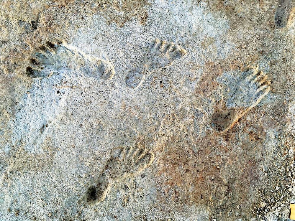 Fossilized footprints preserved in gypsum mud Fossilized footprints preserved in gypsum mud
