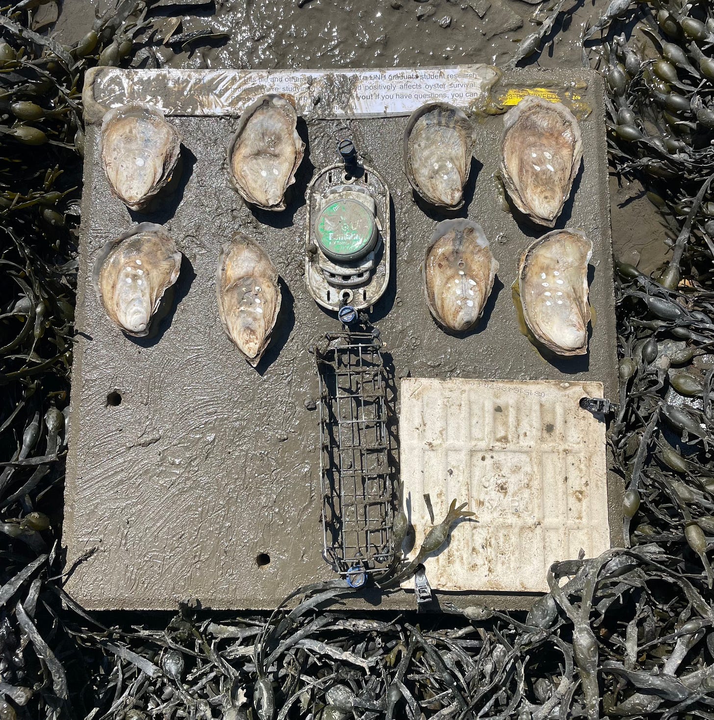 One of the “rockweed covered” plots, uncovered for sampling. One of the “rockweed covered” plots, uncovered for sampling.
