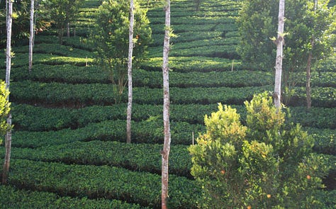 Images which show close-cropped rows of tea bushes with taller trees amongh them, as described in the text. Some are in full sun, some in evening light and some on the mist
