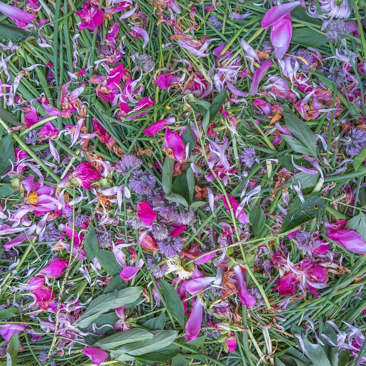 Diptych: Left, pink blossoms mixed with green chives; Right, bucket of compost with red onion skins.