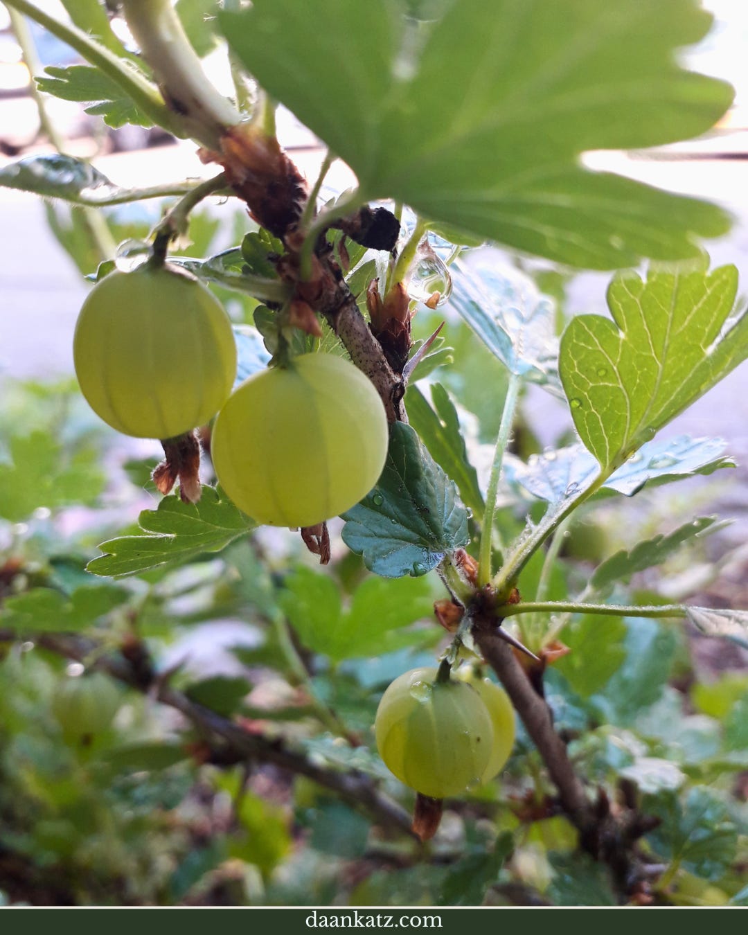 Close-up of unripe green gooseberries growing on a bush with serrated leaves, photographed outdoors in natural light.