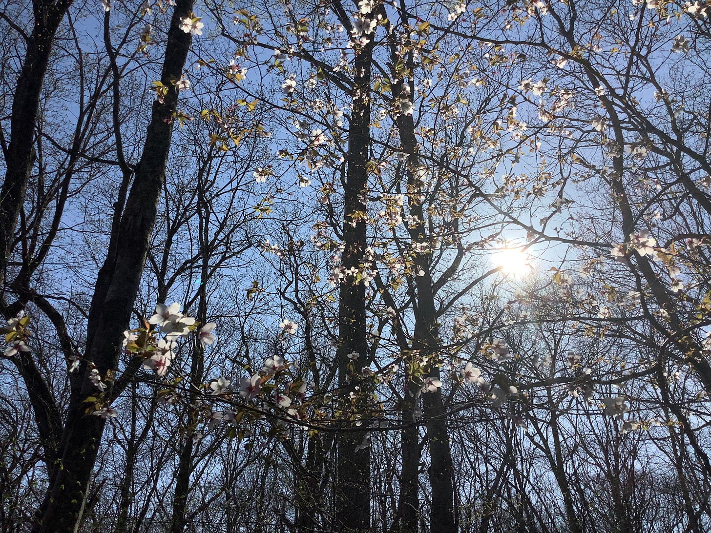 budding cherry blossoms against a blue sky in springtime