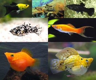 Molinésia (Poecilia)