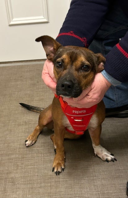 Dog in red harness