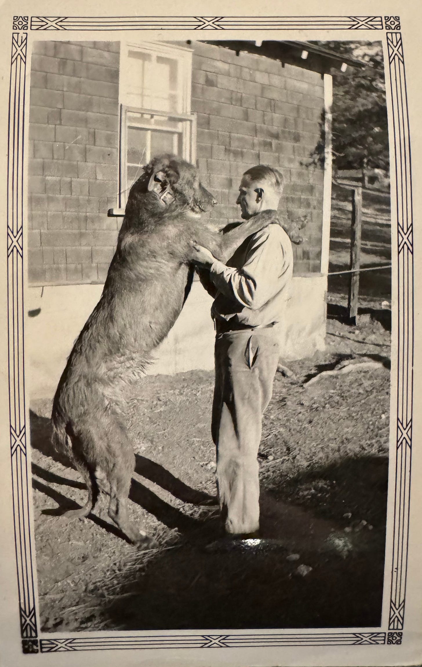 A very large dog stands with his paws on a man's shoulders. Photo in the private collection of @EmilyHansonPolsky A very large dog stands with his paws on a man's shoulders. Photo in the private collection of @EmilyHansonPolsky