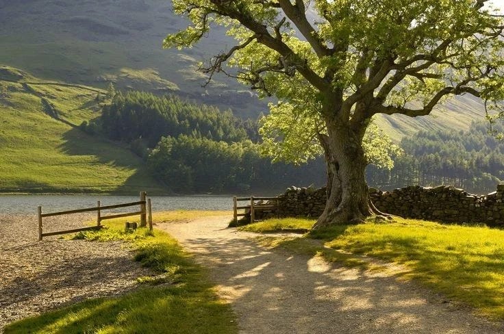 A peaceful countryside scene with a large oak tree casting shadows over a dirt path leading to a lake surrounded by hills.