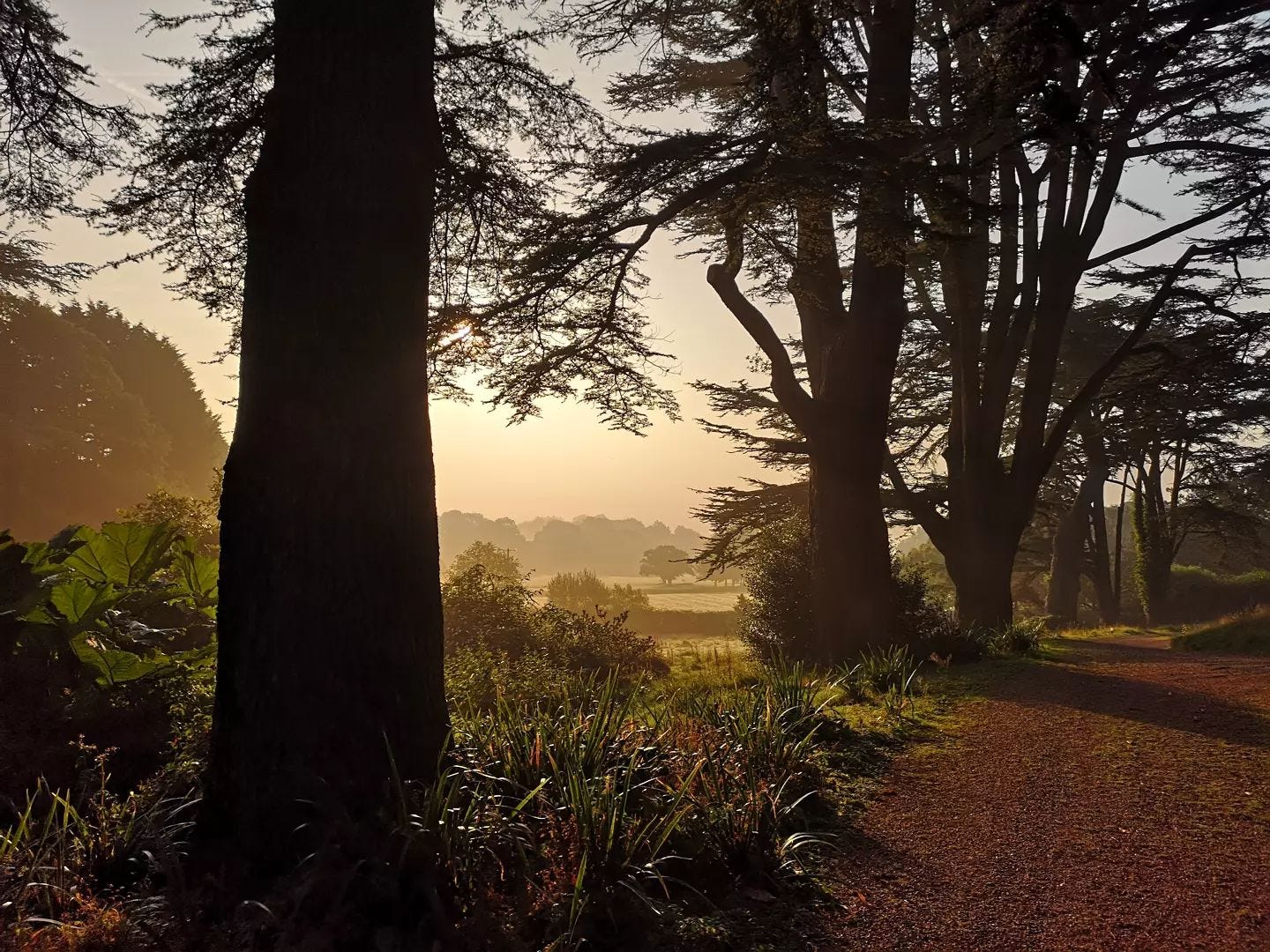 Alley of Capability Brown Cedar Trees at Exeter\\'s Capability Brown Gardens