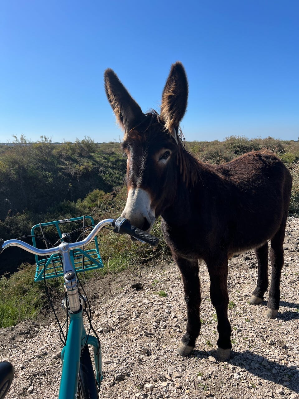  a donkey with a bicycle