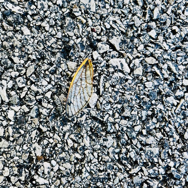 a gold and silver cicada wing, a cicada with wings spread, two whole cicadas