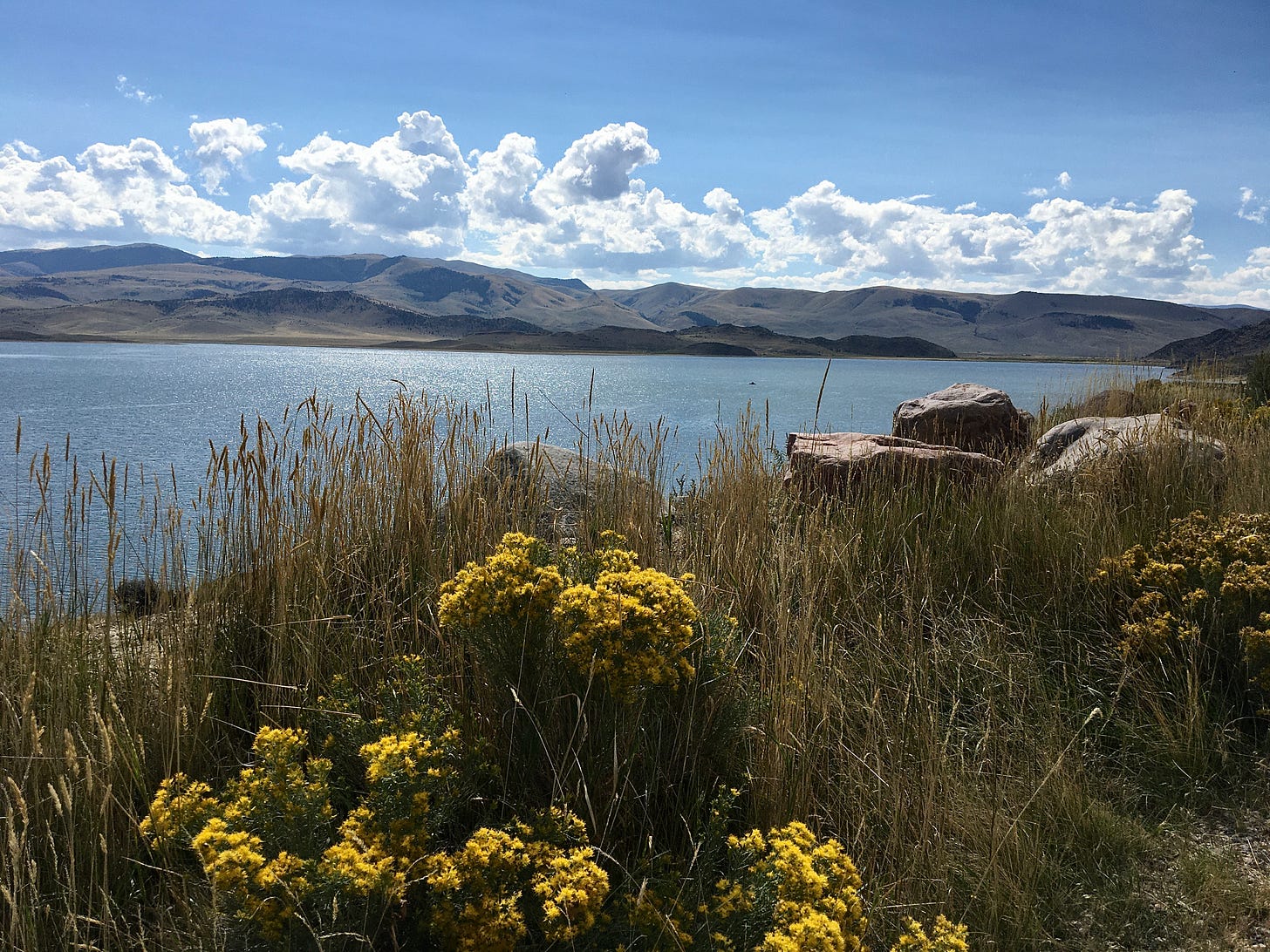 Photograph of a sparkling lake on a sunny, blue-sky day. There are puffy white clouds along a ridge of mountains across the lake. Up close there are tall grasses with bunches of yellow flowers amongst large rocks. 