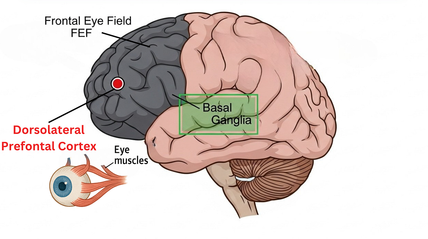 Brain anatomy showing frontal eye fields and their connections to eye control muscles
