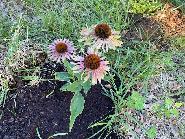 Green twister echinacea