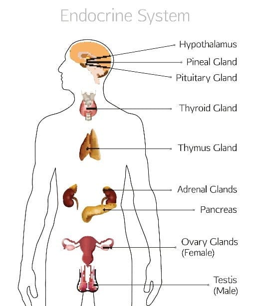 Anatomy of the Endocrine System