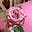 Anne Lemmons's avatar