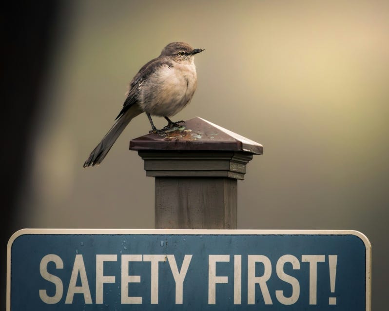 A small bird sits atop a signpost that reads “Safety first!”