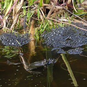 Ponds in garden ecosystems