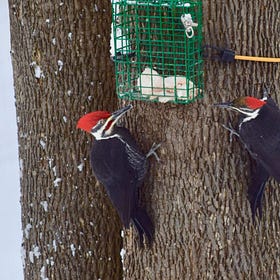 Pair of Pileateds