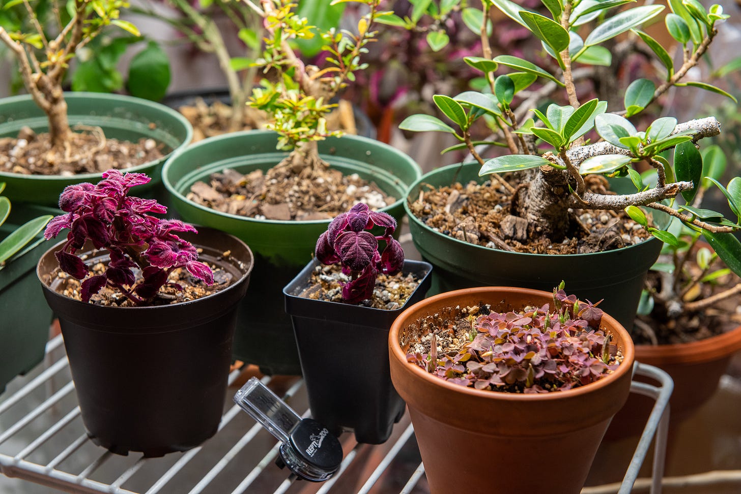 ID: Up close view of coleus and oxalis plants in my tropical zone next to two pomegranate trees and a ficus