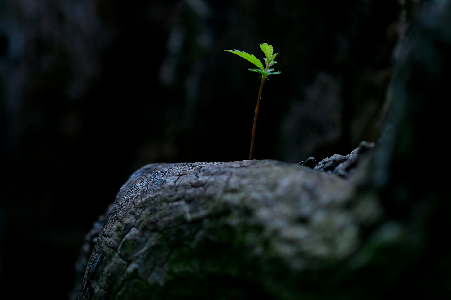 a sing;e green sprout rises from a charred stump