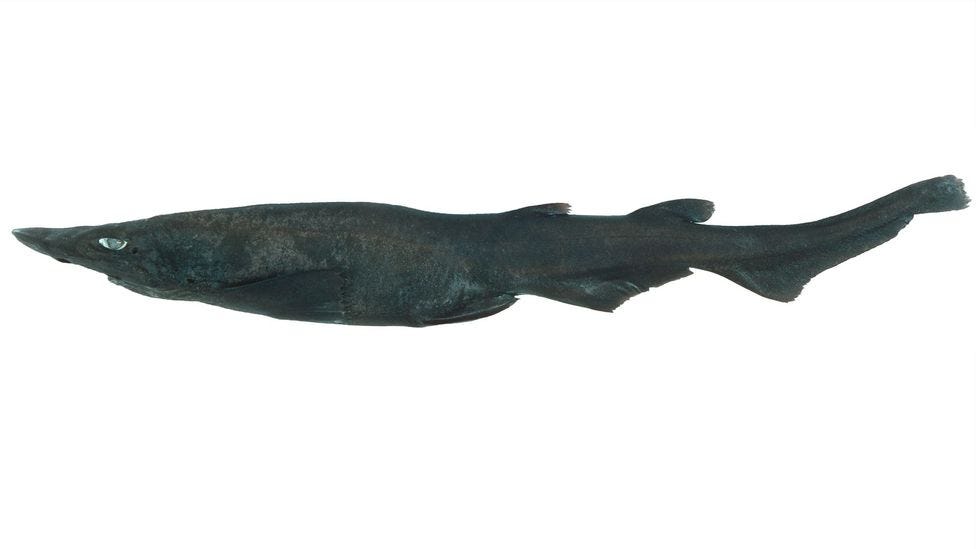 The sinister looking catshark is thought to lay its eggs on coral hundreds of metres below the surface (Credit: CSIRO Australian National Fish Collection)