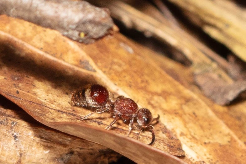 A small, fuzzy-bodied velvet ant walking along the surface of a brown leaf in the leaf litter on a forest floor. The velvet ant has white and black stripes across a tapered abdomen.