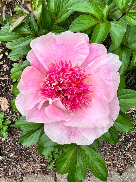 flowers frm the birmingham botanical gardens