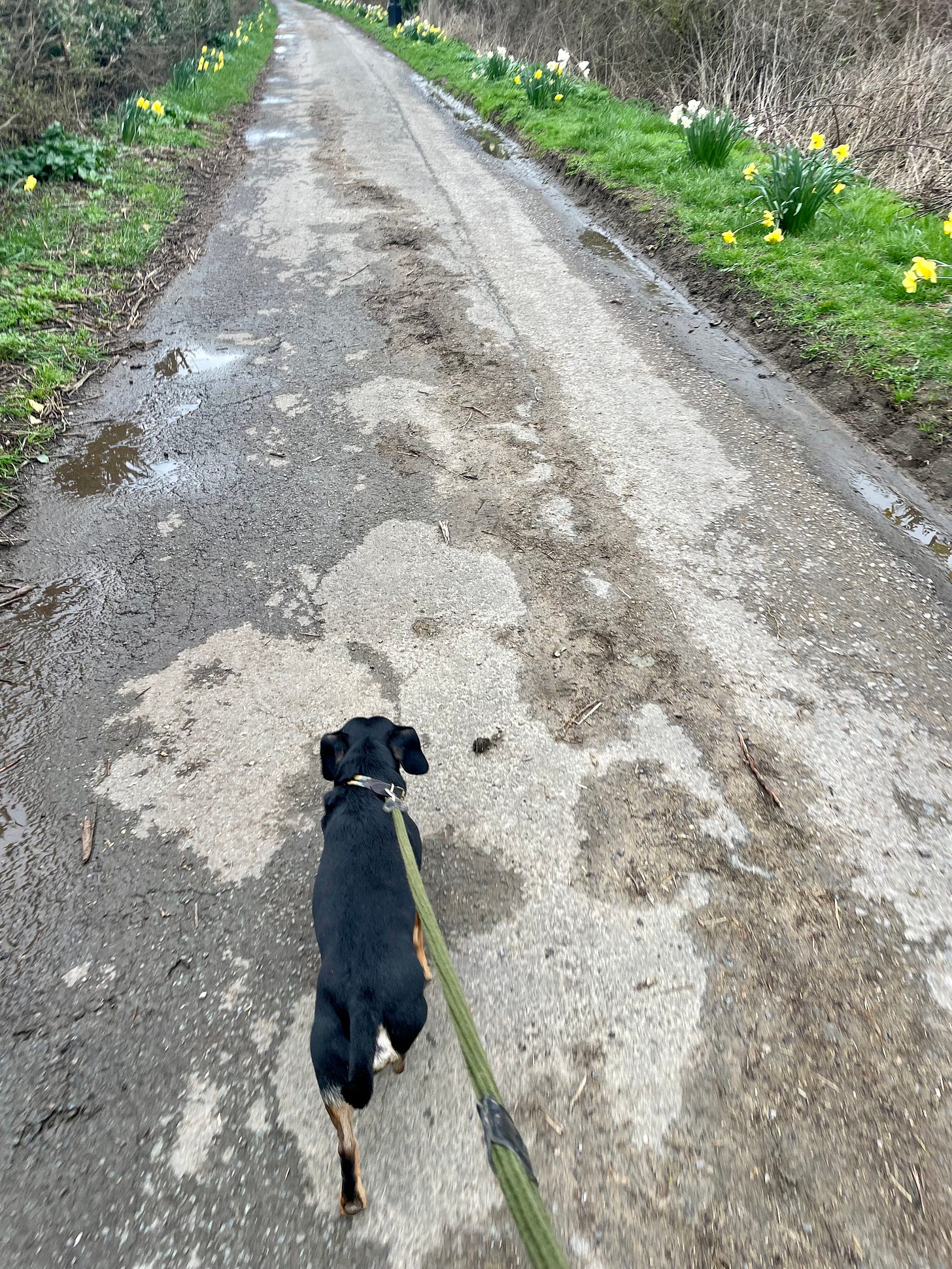 A dog walking along a lane