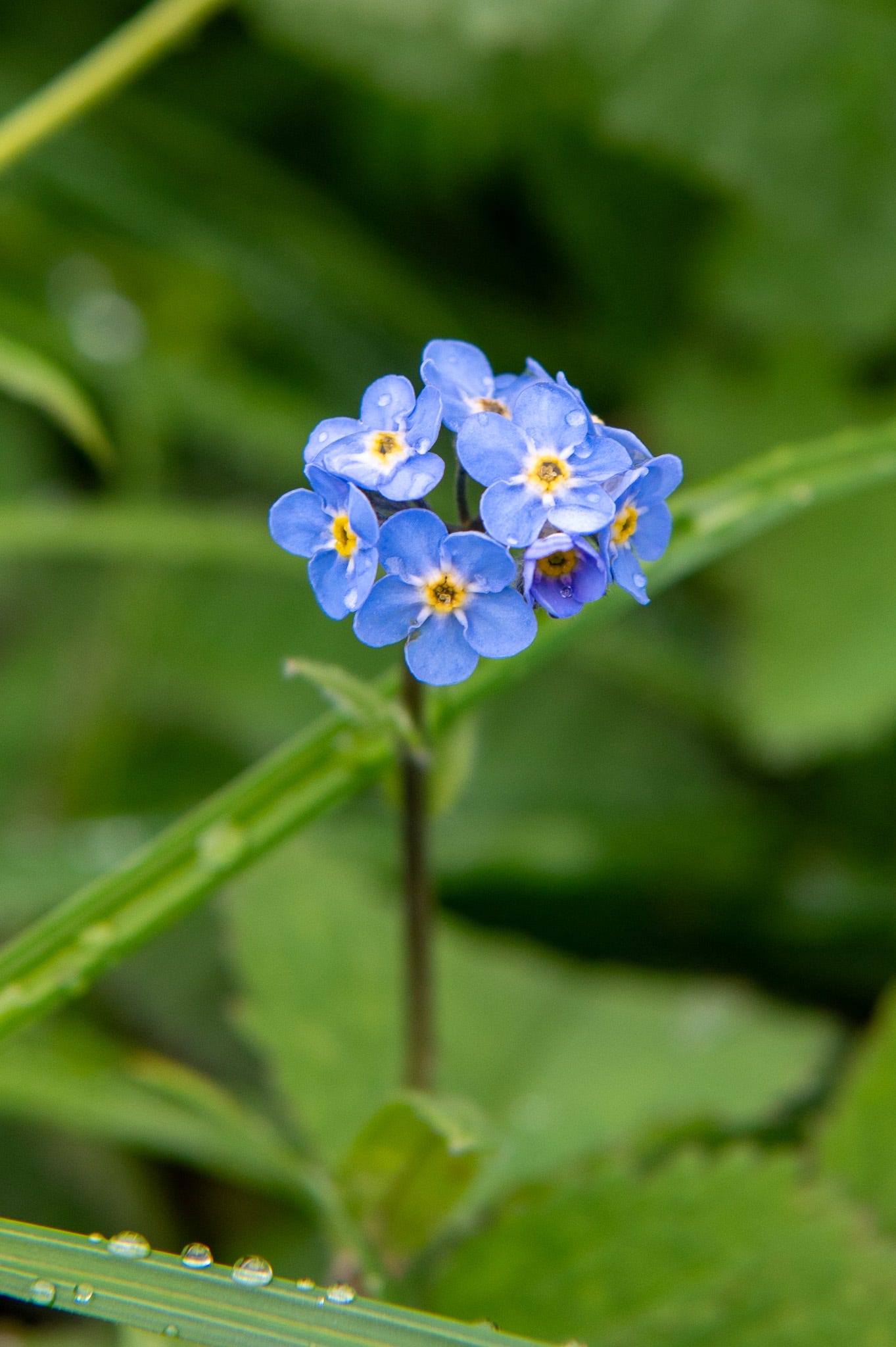 A cluster of bright blue forget-me-not flowers (genus Myosotis), likely Myosotis scorpioides (common water forget-me-not), with yellow centers. The flowers are growing on a single stem surrounded by green foliage, with droplets of water on nearby blades of grass. Photographed along the Harding Icefield Trail in Kenai Fjords National Park.