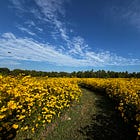 wrestling for your blessing.
